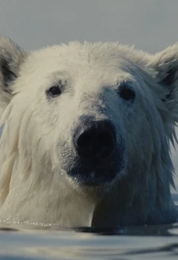 23.MDAG | Kłopotliwy niedźwiedź