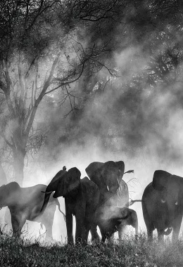 23.MDAG | Sny o słoniach